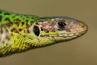 Lacerta viridis, Ključ