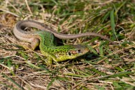 Lacerta viridis, Ključ