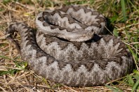 Vipera ammodytes, Ključ