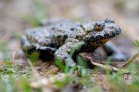 Bombina variegata, Paučko jezero