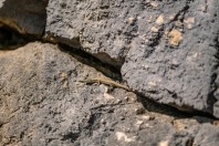 Podarcis muralis, Studenkovići
