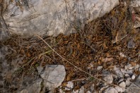 Podarcis melisellensis, Svitava
