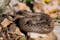 Malpolon insignitus, Svitava