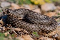 Malpolon insignitus, Svitava