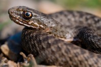 Malpolon insignitus, Svitava