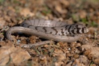 Pseudopus apodus, Svitava