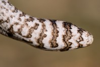 Pseudopus apodus, Svitava