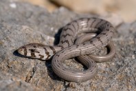 Pseudopus apodus, Svitava