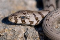 Pseudopus apodus, Svitava