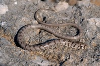 Pseudopus apodus, Svitava