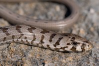 Pseudopus apodus, Svitava