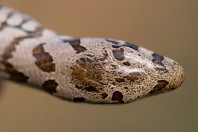 Pseudopus apodus, Svitava