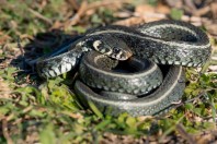 Natrix natrix, Svitava