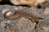 Podarcis melisellensis, Svitava