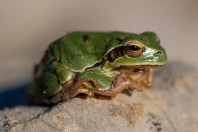 Hyla arborea, Svitava