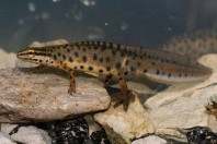Lissotriton graecus, Brštanica