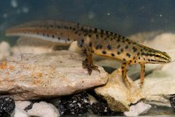 Lissotriton graecus, Brštanica