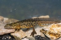 Lissotriton graecus, Brštanica