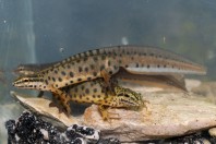 Lissotriton graecus, Brštanica