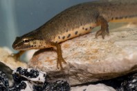 Lissotriton graecus, Brštanica