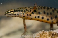 Lissotriton graecus, Brštanica