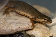 Lissotriton graecus, Brštanica