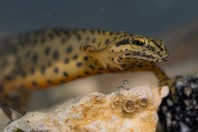 Lissotriton graecus, Brštanica
