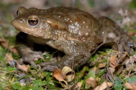 Bufo bufo, Brštanica