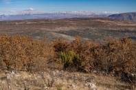 Hercegovina