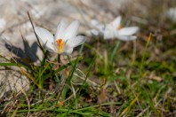 Crocus weldenii, Hrasno