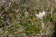Crocus weldenii, Hrasno