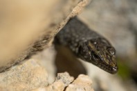 Dalmatolacerta oxycephala, Vrutak