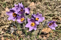 Jaro na Devínské Kobyle