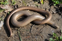 Anguis fragilis s.l.