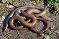 Anguis fragilis s.l.