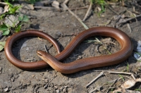 Anguis fragilis s.l.