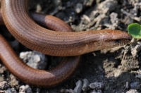 Anguis fragilis s.l.