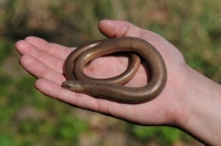 Anguis fragilis s.l.