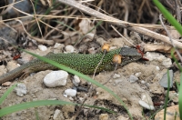 Lacerta viridis.