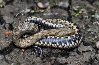 Mladá Natrix tessellata