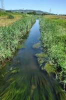 Biotop užovek Natrix tessellata