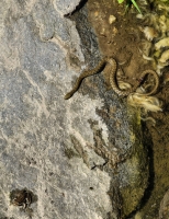 Natrix tessellata