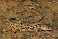 Podarcis tauricus, Damyanica