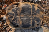 Testudo graeca, Damyanica