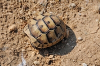 Juvenile of Testudo graeca, Damyanica