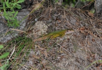 Lacerta viridis v Bansku