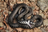 Natrix natrix, Shipka pass