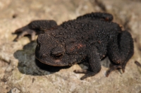 Bufo bufo, Shipka pass