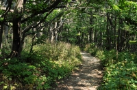 Locality of Bufo bufo, Shipka pass