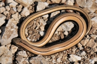 Anguis fragilis complex, Shipka pass